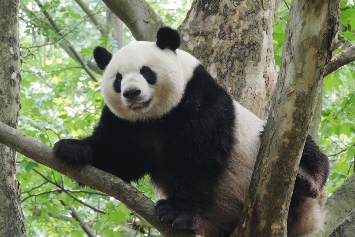 【携程攻略】四川成都大熊猫繁育研究基地景点,成都大熊猫繁育研究基地距成都市中心区15公里。赶在8点开门前熊猫基…